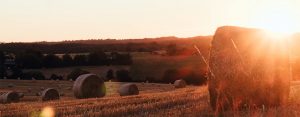 Bales of hay