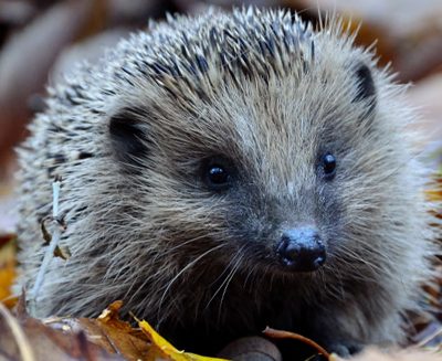 Talk: Hedgehogs, our prickly woodland friends
