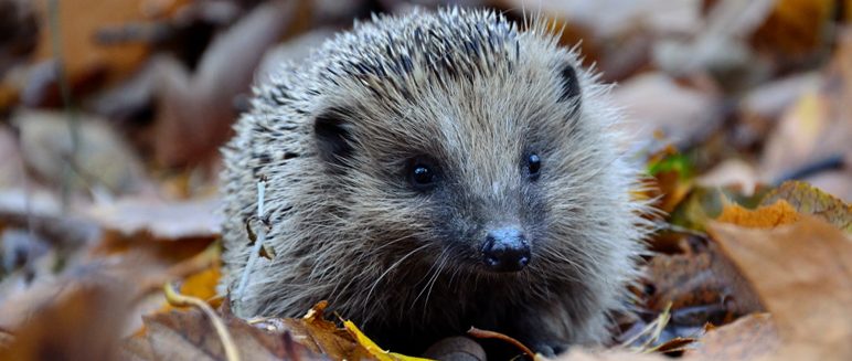 Talk: Hedgehogs, our prickly woodland friends